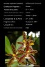 Phalaenopsis borneensis