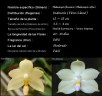 Phalaenopsis floresensis ( Phalaenopsis rofino )